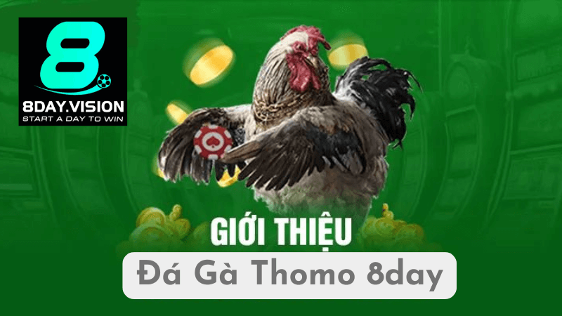 Các Mẹo Cược Đá Gà Thomo Hiệu Quả Tại 8day